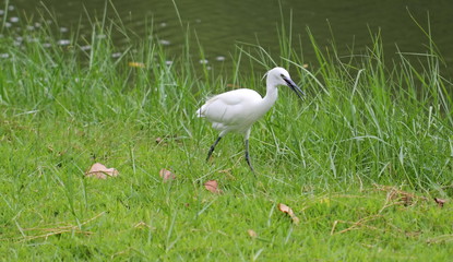 egret