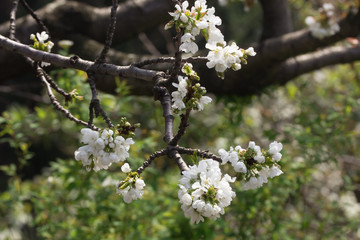 Fiori di ciliegio sul ramo