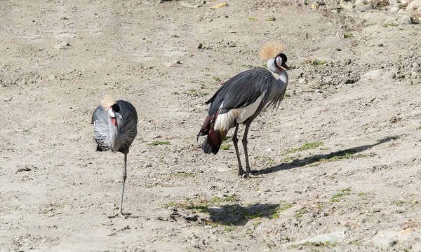 Grey crested Cranes tanding