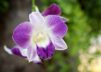 Closeup purple orchid