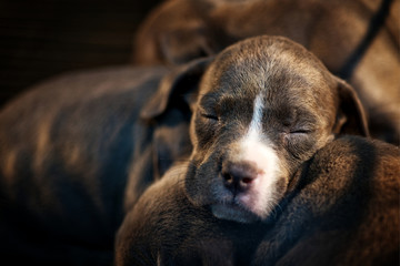 Pit Bull puppy asleep