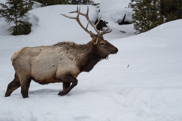 Elk, or Wapiti