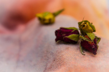 roses buds close-up