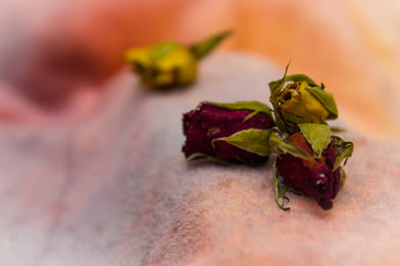 roses buds close-up