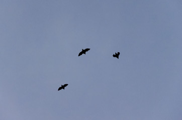 Flying bat