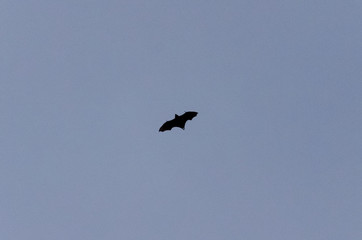 Flying bat