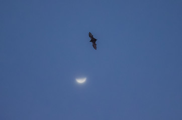Flying bat