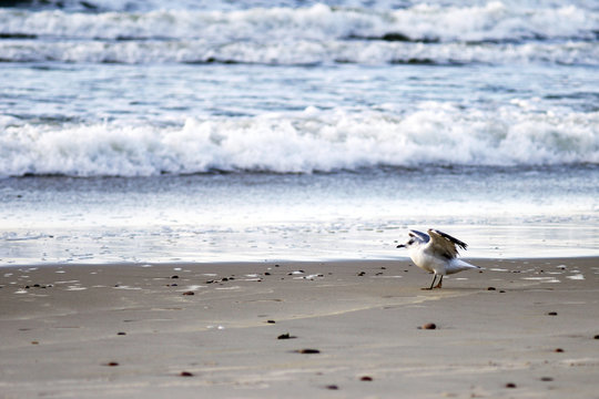 Seagull walking on the wet sand on the background of sea