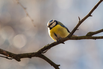 blue tit on a tree