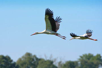 Fliegende Störche