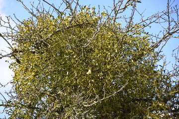 Misteln am Baum