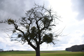 Misteln am Baum