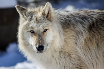 Canadian/Rocky Mountain gray wolf