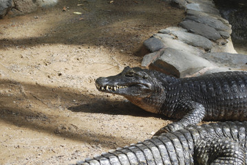 Crocodile (Caiman crocodilus) adult on the sand.