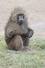 Male anubis baboon who sits on the roadside in eastern Africa