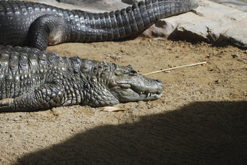 Crocodile (Caiman crocodilus) adult on the sand.