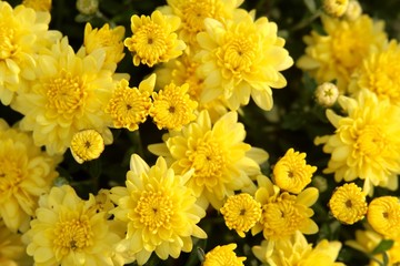 The bright yellow flowers on a close up view.