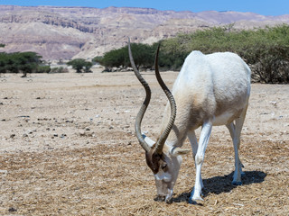 The antelope addax (Addax nasomaculatus) known as the screw-horn antelope. Due to danger of...