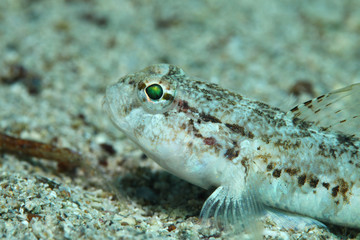 Slender goby fish