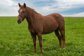 Pferd in der Wiese