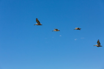 Four Pelicans in Flight