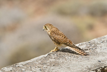 Kestrel In Tenerife, Spain