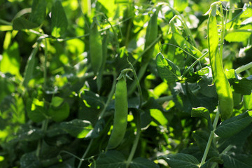 Fototapeta premium Thickets of green peas.