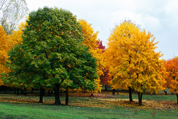 Green and yellow trees with fallen leaves