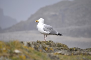 goeland