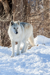 Canadian/Rocky Mountain gray wolf