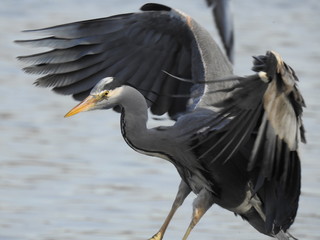 Heron with spread wings landing