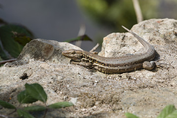 Lizard In Tenerife, Spain