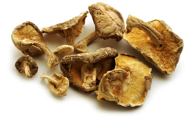 Fungi
