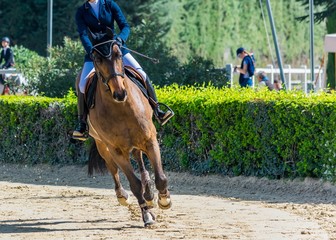 Equitation,saut d'obstacles,compétition.