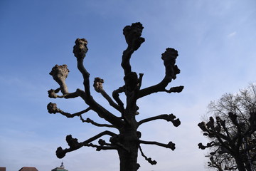 Die Knospen sprießen