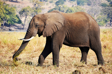 Fototapeta premium Elephant in Chobe National Park