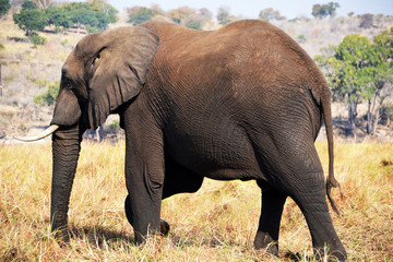 Naklejka na ściany i meble Elephant in Chobe National Park