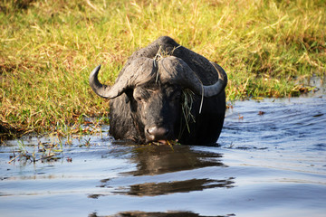 Buffalo in Chobe National Park