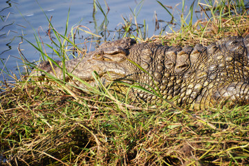 Crocodile in Chobe National Park