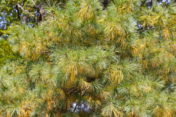 Spruce needles background closeup