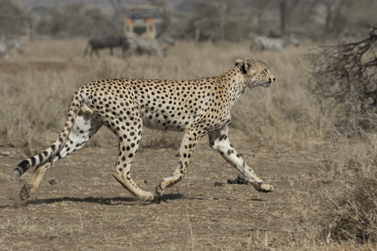 Male cheetah running across the savannah against the background of the herd antelope and wild zebra