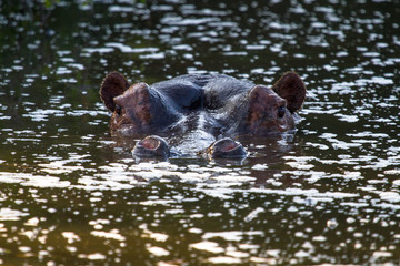 Hippopotomus Africa's # 1 Killer