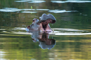 Hippopotomus Africa's # 1 Killer