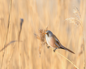 Bearded Reedling (Panurus biarmicus) sitting on reed