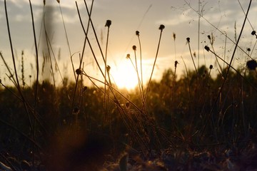 Fototapeta premium Grass at sunset