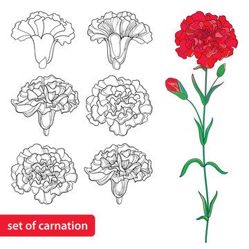 Vector set with outline Carnation or Clove flower, bud and leaves in black and red isolated on white background. Symbol of Mother day. Ornate flowers for spring design, coloring book in contour style.