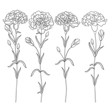 Carnation Outline Images – Browse 1,974 Stock Photos, Vectors, and Video
