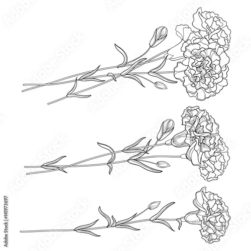 "Vector set with outline Carnation. Flower, bud and leaves in black