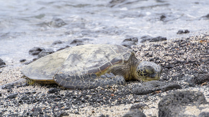 Sleeping turtle