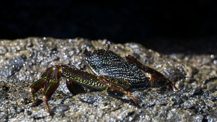 Neon crab